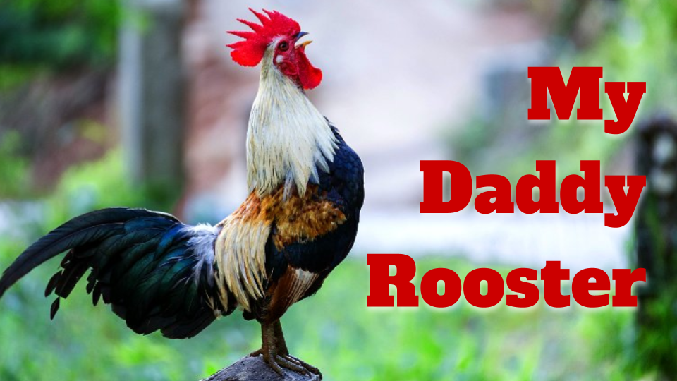My Daddy Rooster